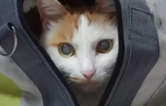 猫咪生病的12种表现铲屎官必知,铲屎官注意猫咪这个部位也需护理