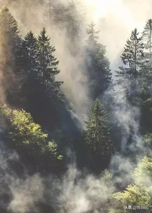 松木简介,松木原木介绍