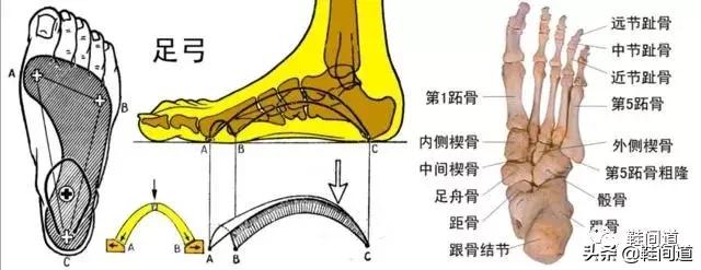 足弓对人体的影响｜脚型对鞋子的要求（附：选购建议）
