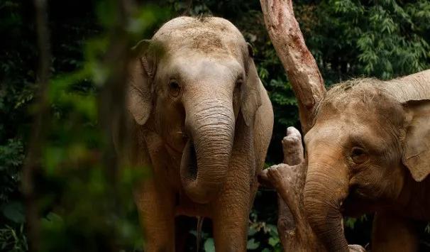 美丽云南神奇西双版纳,美丽的西双版纳人间仙境美如画