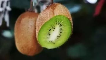 眉县猕猴桃为什么能上央视,眉县猕猴桃品牌故事