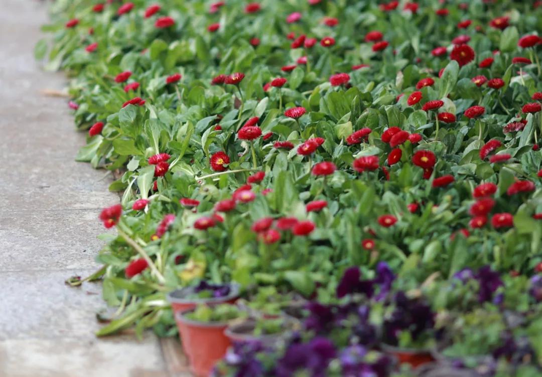 泡菜推荐购买甜辣,泡菜买什么牌子的好