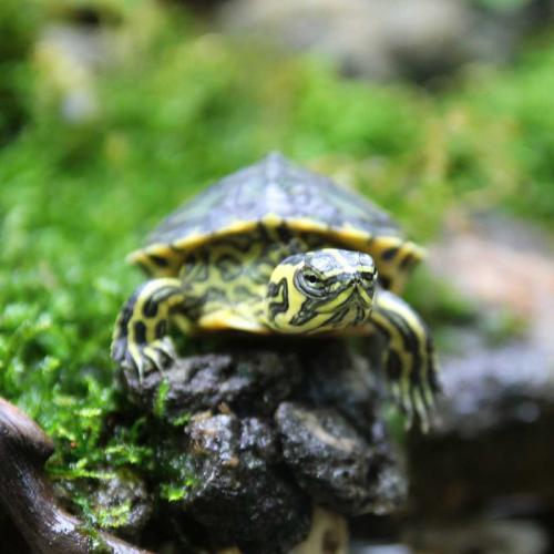 养龟最适合的水生植物,养龟要用什么水最好