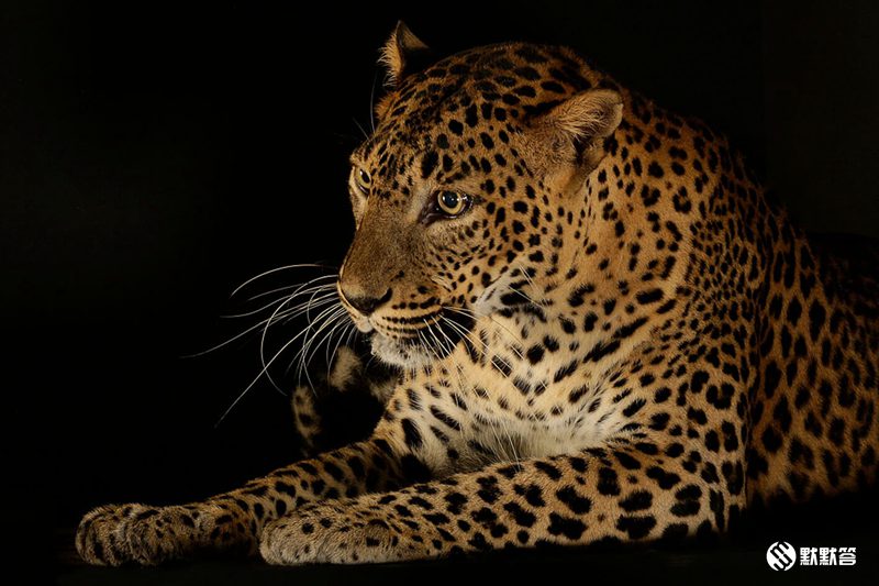 全世界有哪三所夜间动物园,全国第一夜间野生动物园