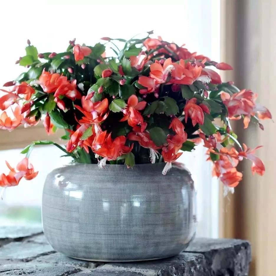 吉祥兰品种大全,六种吉祥兰花