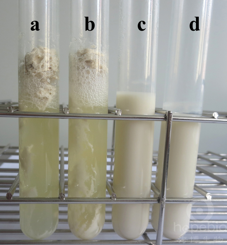 检测产气荚膜梭菌操作示意图,产气荚膜梭菌介绍