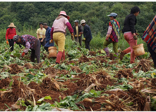 种雪莲果要先育苗再种吗,种植雪莲果是单棵好还是多棵好