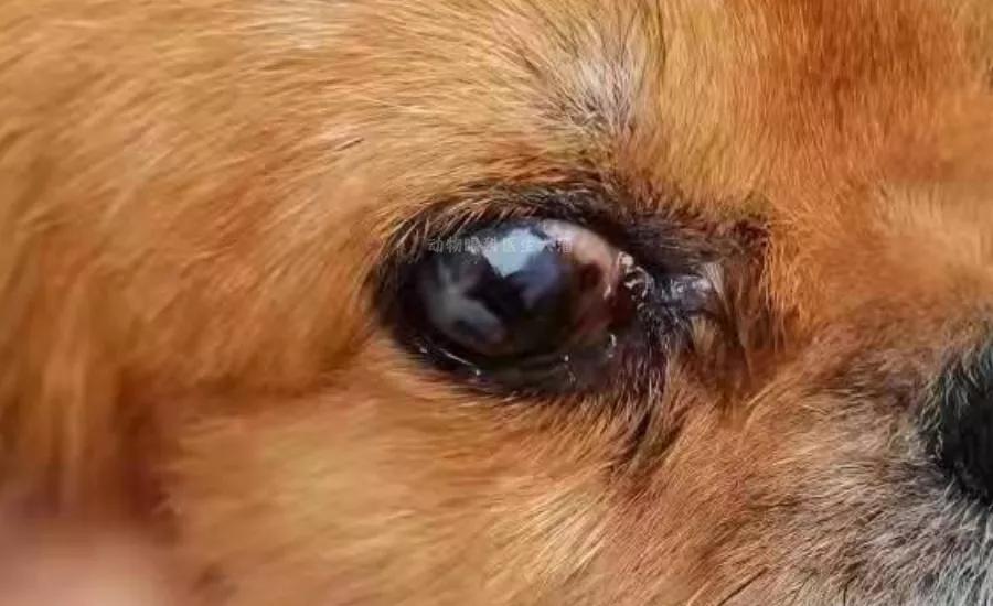 狗狗角膜溃疡恢复过程图片,狗狗眼角膜溃疡