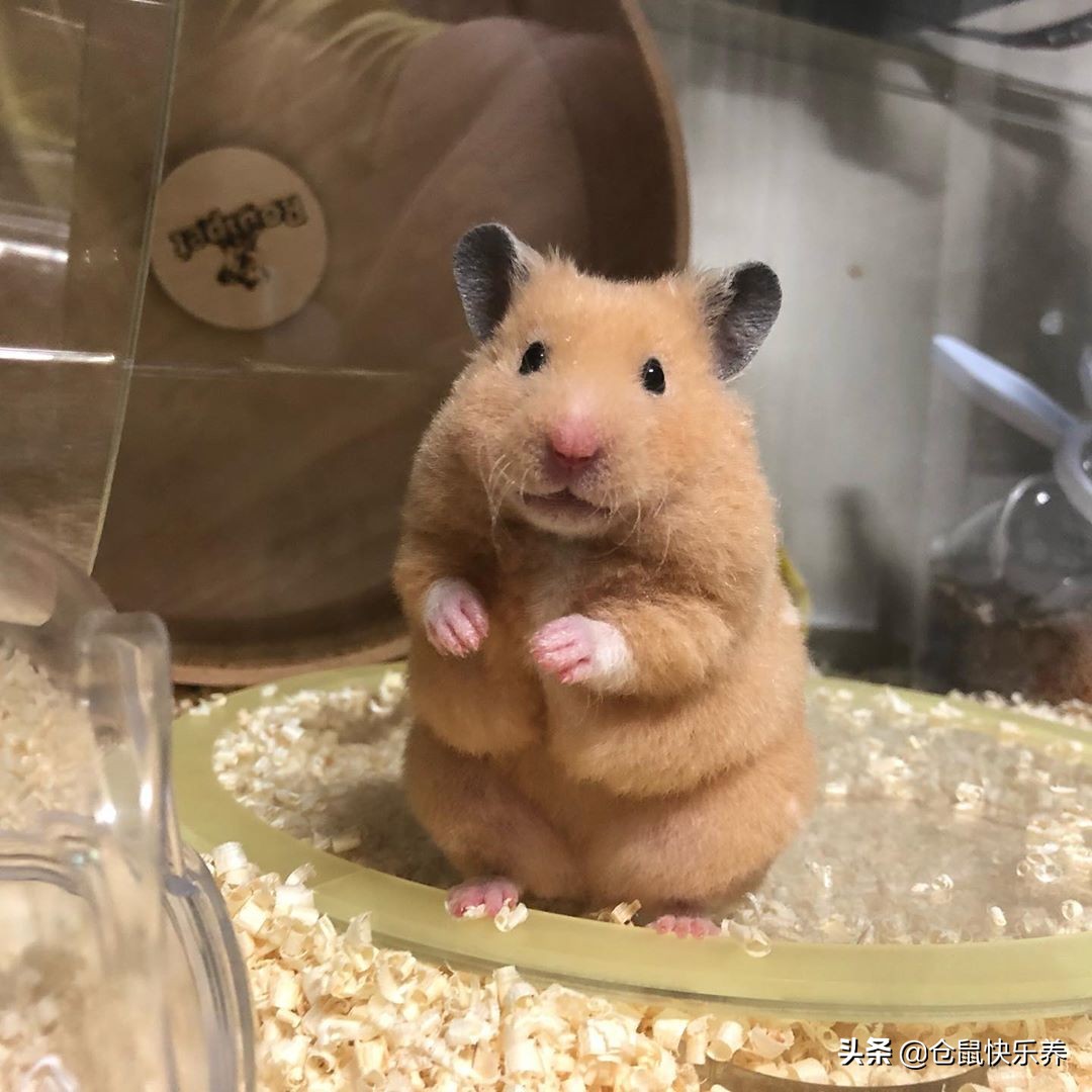 仓鼠怎么养才算肥胖呢,仓鼠怎么养易肥胖呢