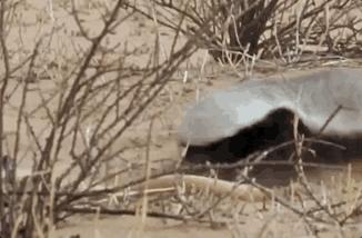 “非洲乱不乱，平头哥说了算”———蜜獾