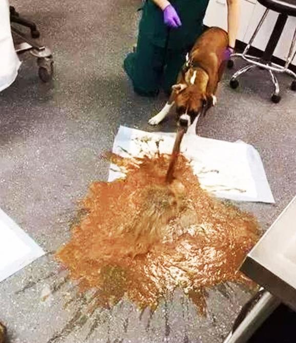 小狗吃巧克力后吃什么不会中毒,小狗吃巧克力后会发生什么症状