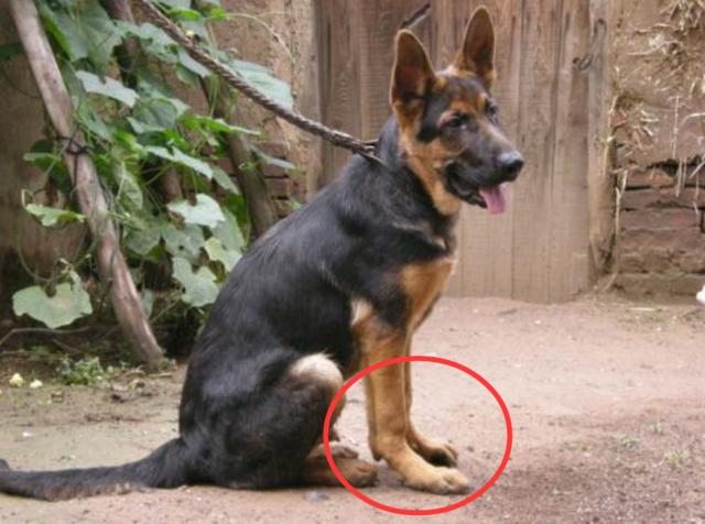 养狗不睡觉的后果,养狗遛狗不牵绳怎么办