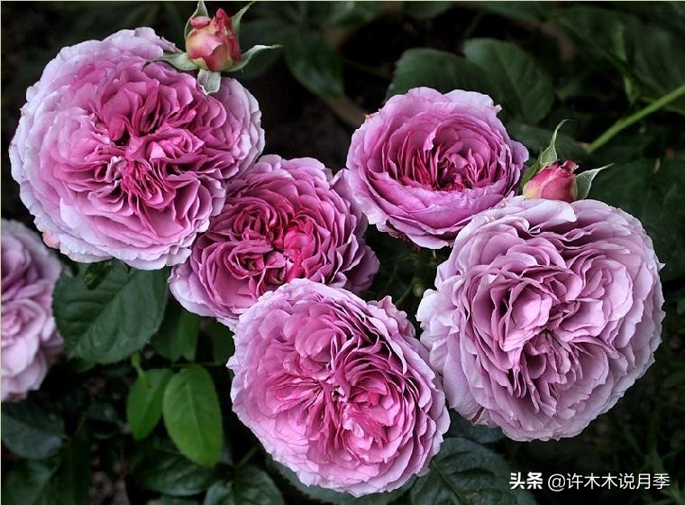 大花浓香四季开花的月季有哪些,黑紫色的月季花有哪些