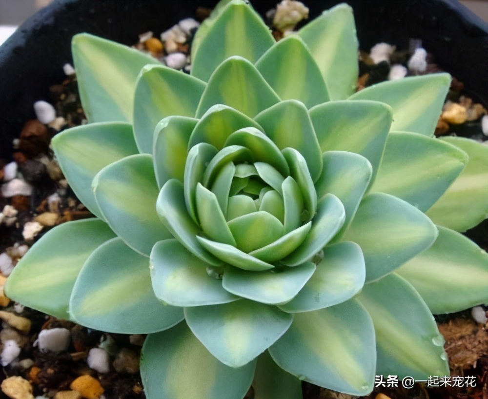 多肉怎么养能出锦,多肉怎么养会出锦