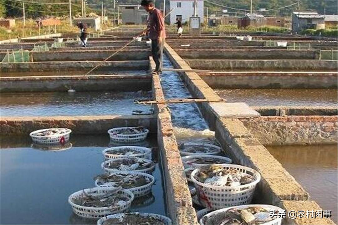 螃蟹好养吗利润怎么样,螃蟹好养吗