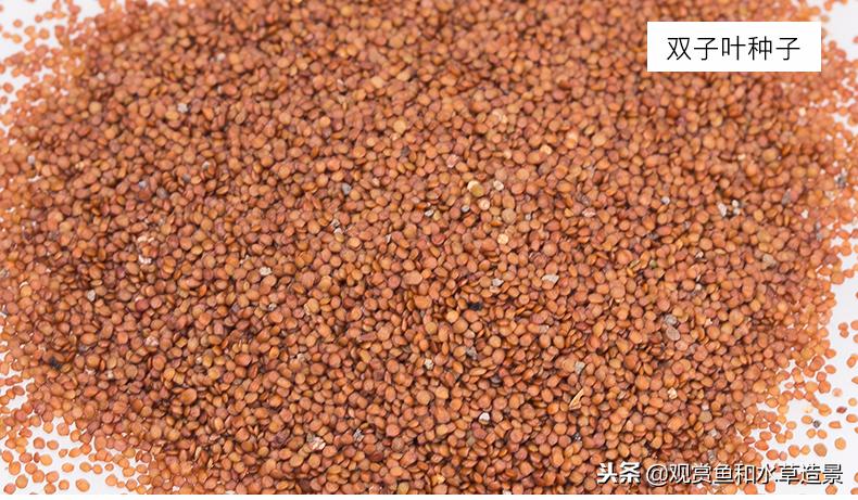 新手入坑草缸要小心，水草种子千万不要买