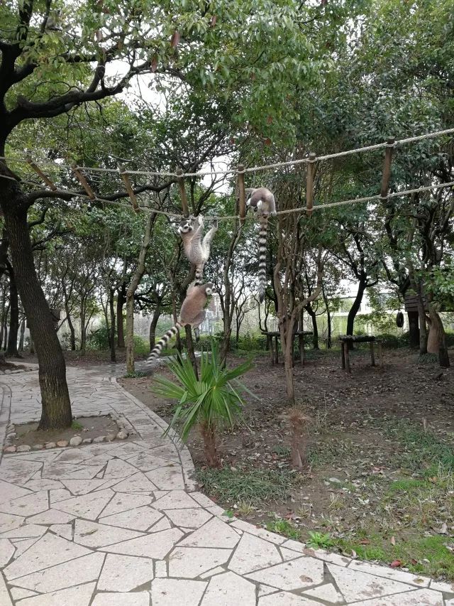 在上海迪士尼怎么玩比较快呢,在上海迪士尼玩一整天