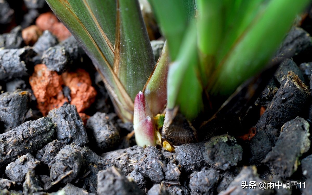 一品梅的花芽与叶芽,玫瑰花怎么区别花芽和叶芽