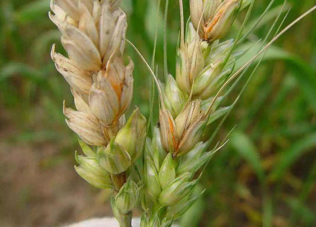 小麦得了赤霉病怎么防治,小麦赤霉病怎么防治最佳时间好