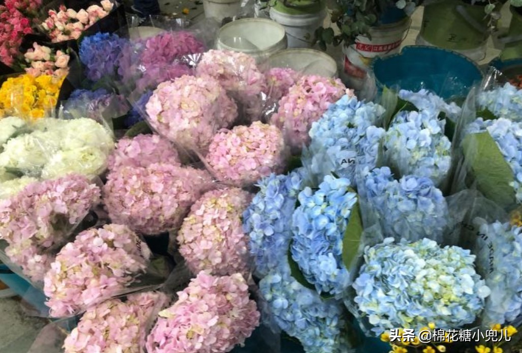 北京盆栽花卉批发市场,北京众兴花卉批发市场