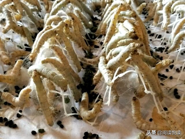 苏州东吴丝绸厂历史,苏州缫丝厂参观