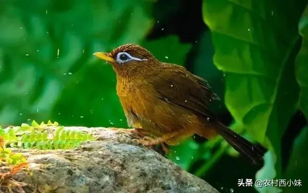 画眉鸟不肯乖乖“洗澡”怎么办？这3大因素，鸟友先要知晓