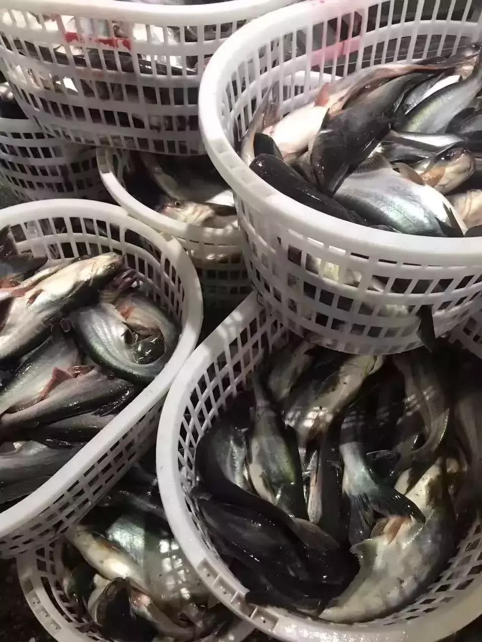 巴沙鱼进口量到中国,中国缅甸巴沙鱼