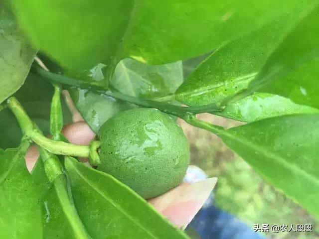 柑橘树脂病沙皮病特效药大全,柑橘树脂病是脂点黄斑病吗