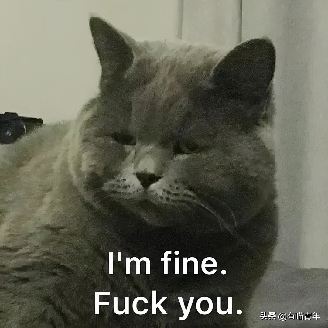 英国短蓝猫好养吗,千万别养蓝猫