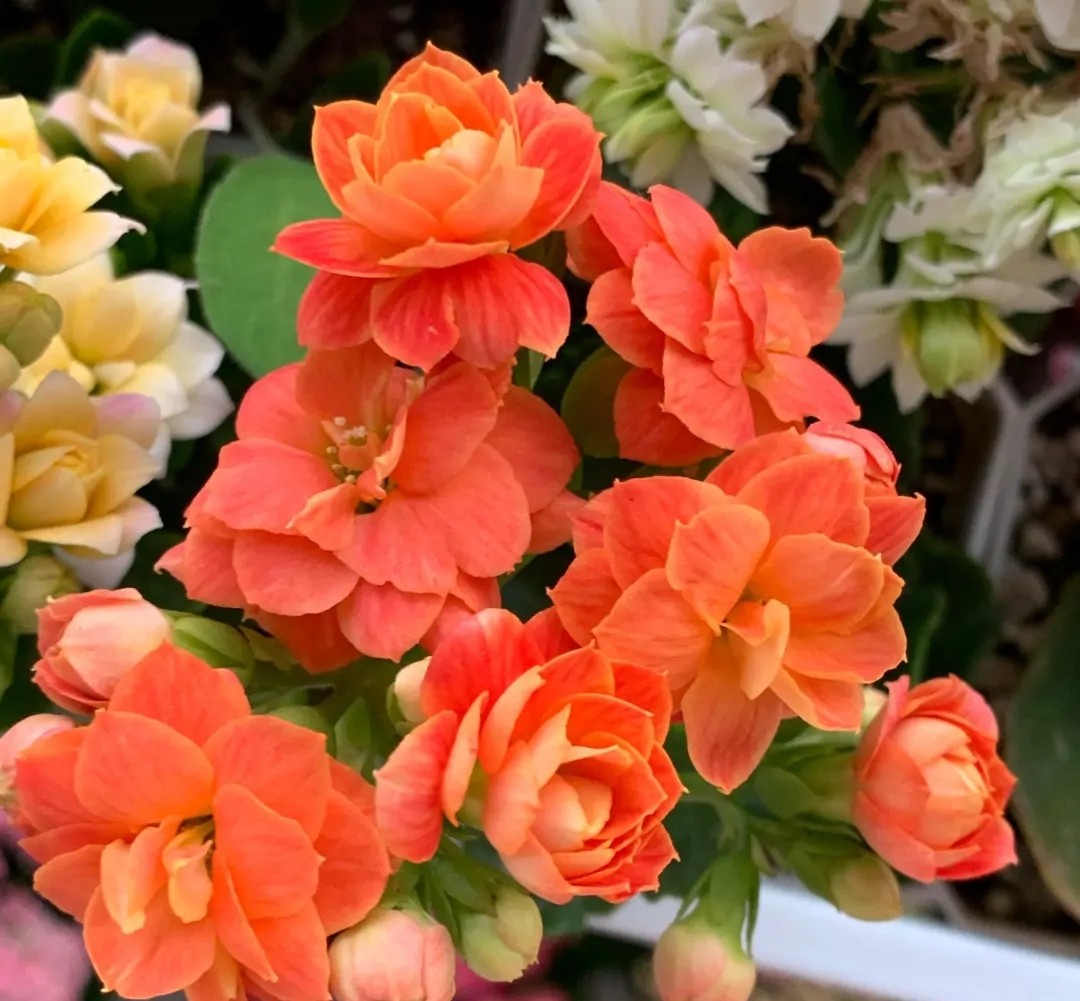 长寿花单瓣品种大全,长寿花100种颜色图片