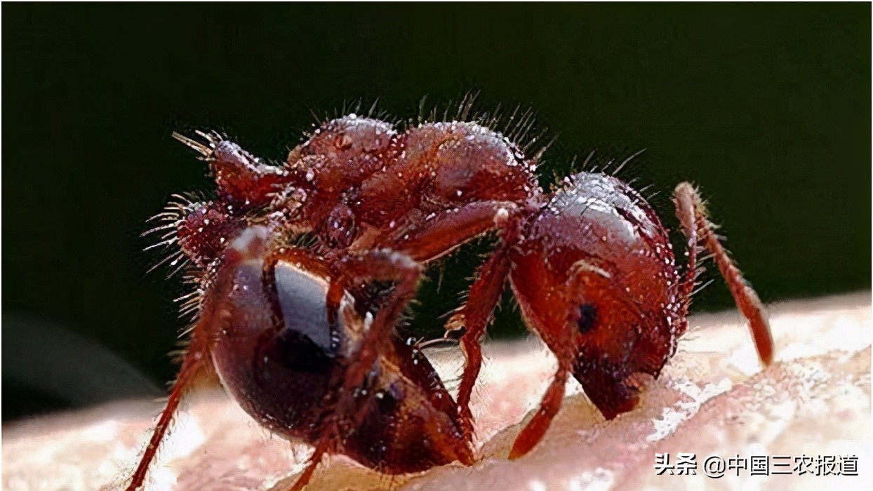 夏季当心这6种小虫被咬可能丧命,需要警惕的虫子