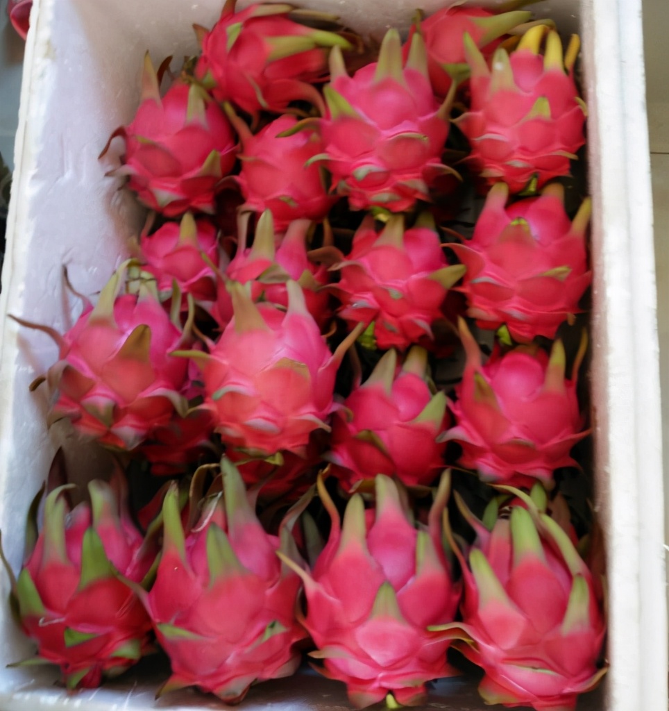 火龙果怎么买最甜,买火龙果买整颗的