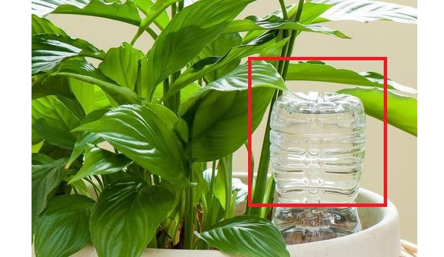 出差旅行利用什么可以自动浇花,大瓶矿泉水瓶浇花