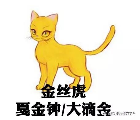 谁说土猫无名猫?快来围观古代猫谱,你家有没有镇宅神兽!