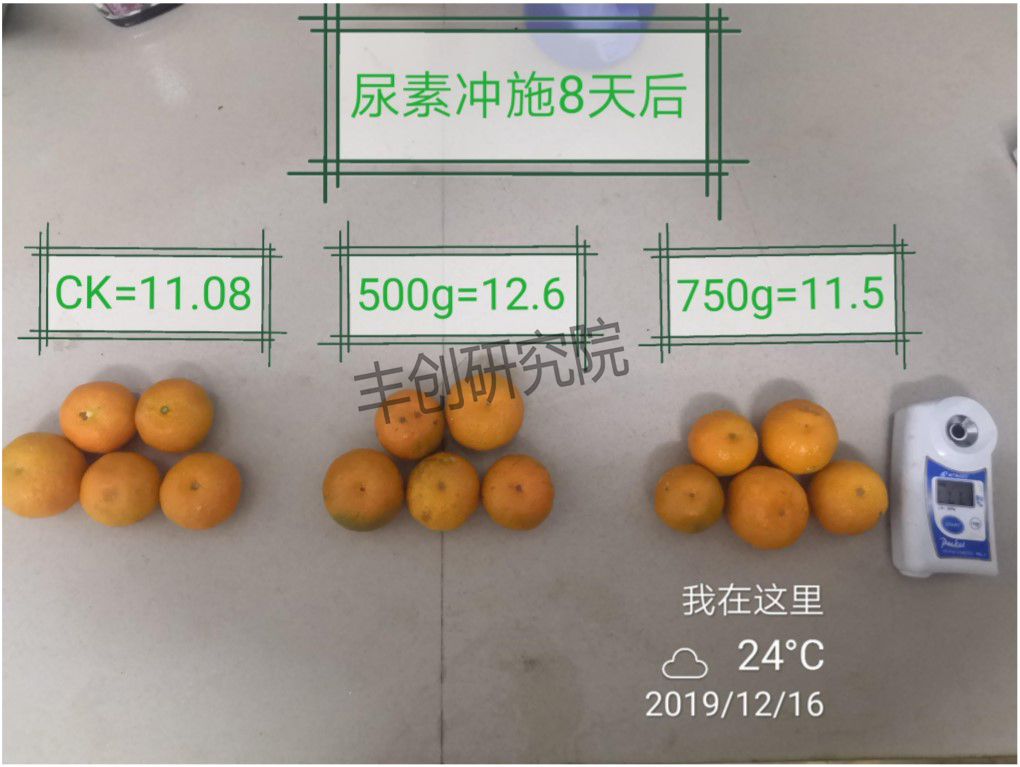 柑橘转色成熟期管理技术要点,柑橘幼果转绿后可以用尿素吗
