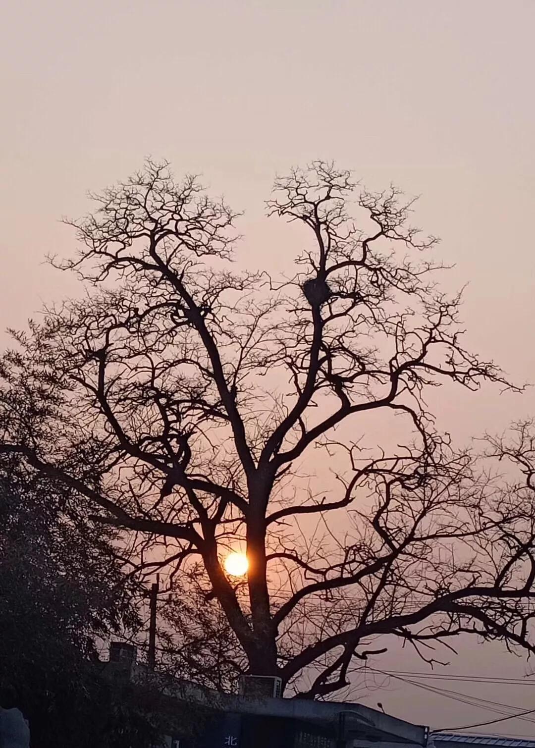 1994年狗,狗1994年