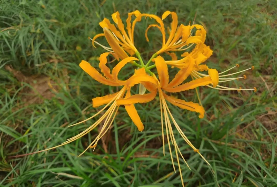 登上富乐山山顶看绵阳美景,登高赏菊富乐山