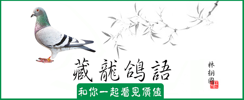 中外赛鸽名家经验集锦大全,国际十大赛鸽名家排名