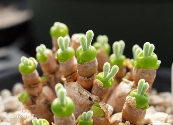 卖萌节丨植物卖起萌来,谁顶得住?