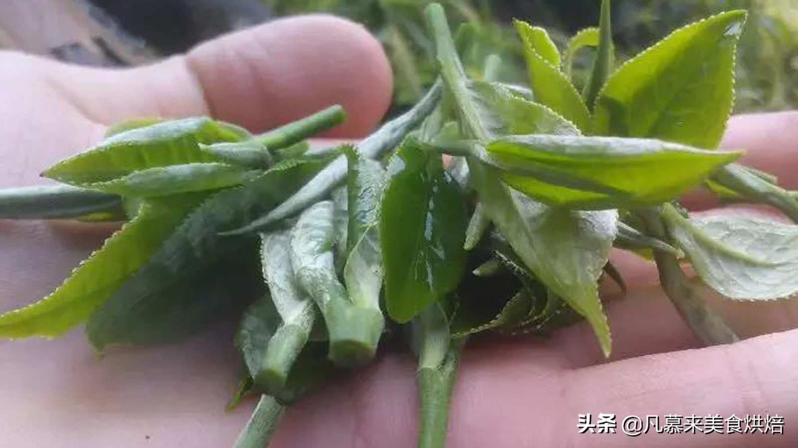 什么茶叶最好喝排名前十名,哪种茶叶最经典最好喝图片