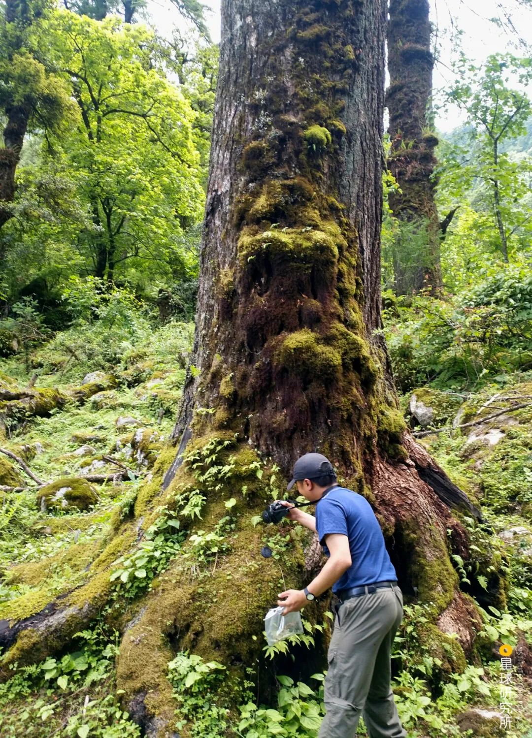 伟大的喜马拉雅山歌曲,喜马拉雅山脉全景图片及山名