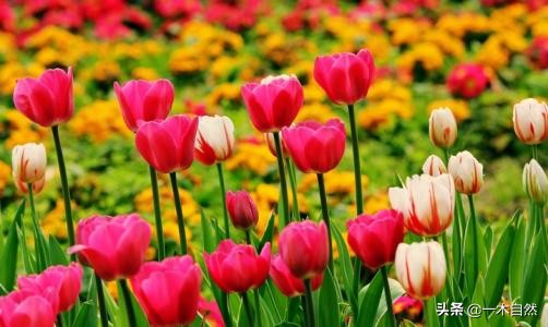 不适合室内种植的有毒绿植,十种有毒的绿植