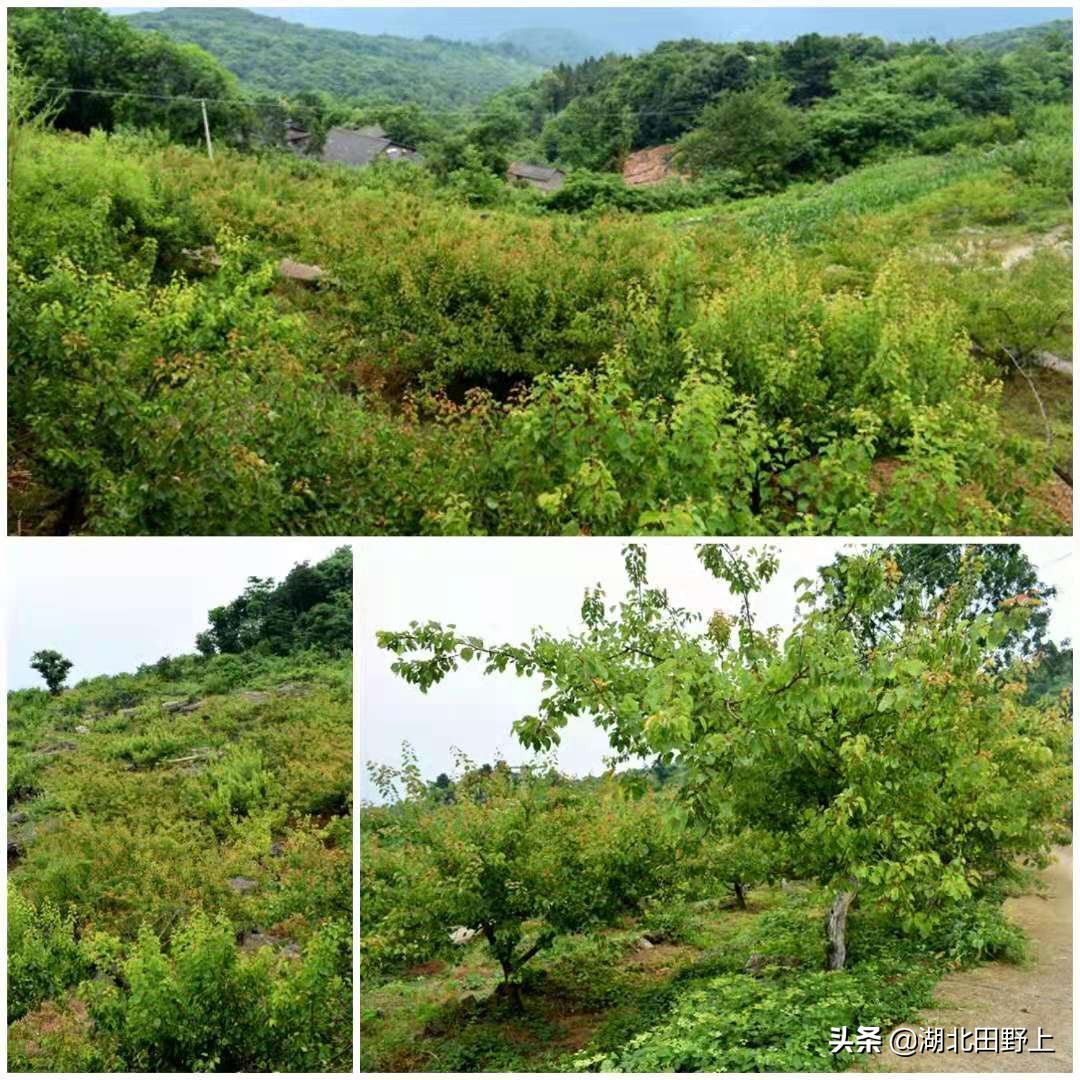 推荐的民宿采摘,浙江隐匿山野的民宿桃源仙境