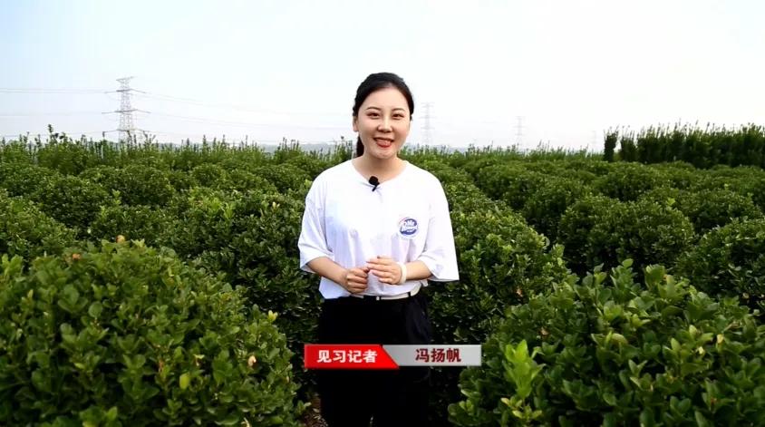 偃师区!美了!富了