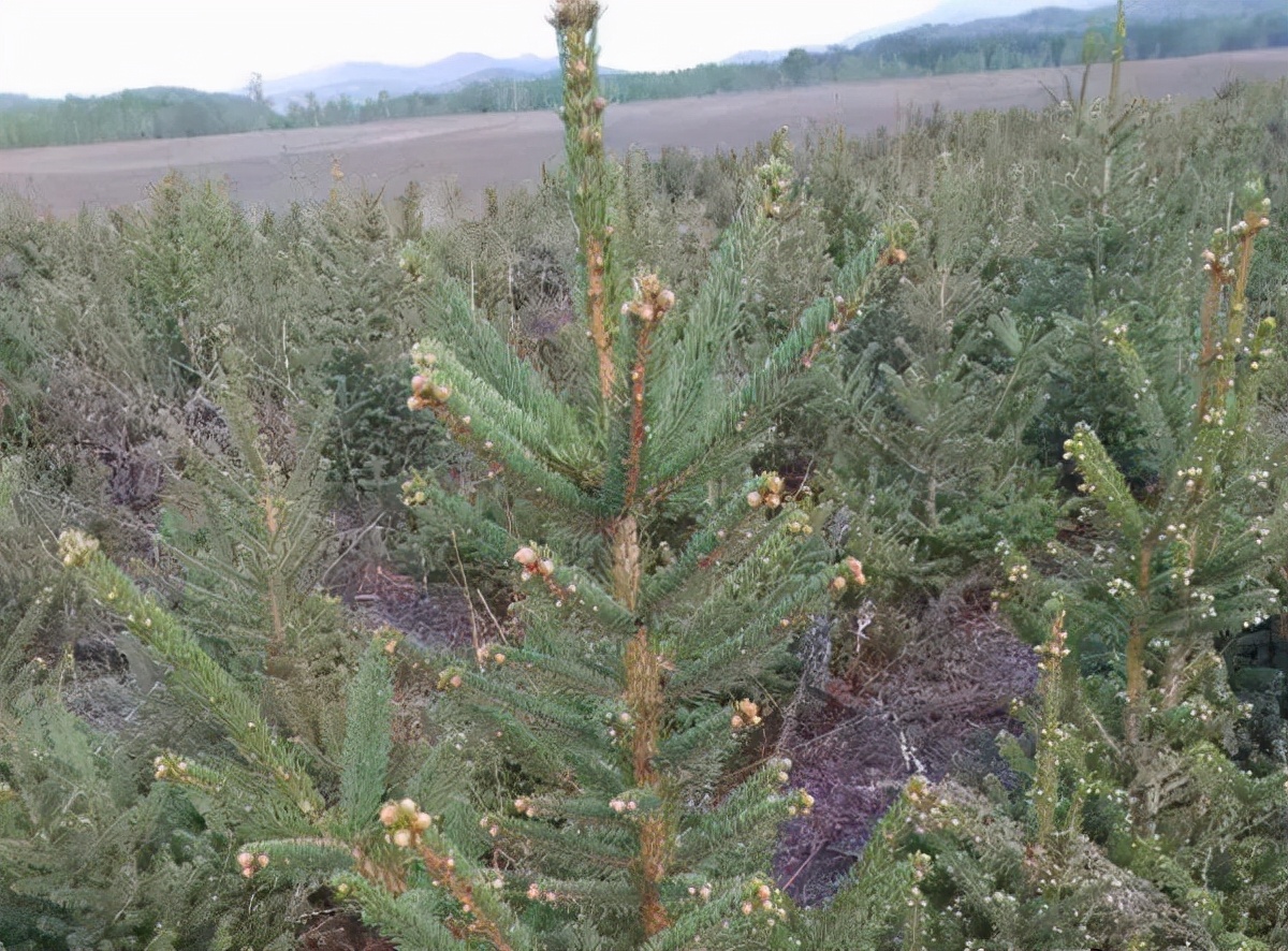 2022年苗木行情会转好吗,2022年苗木行情好不好