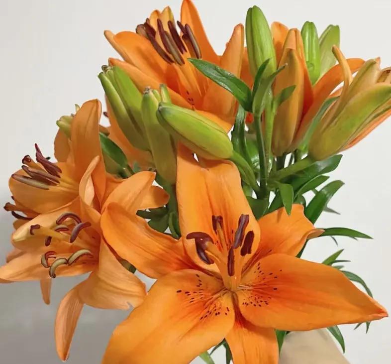 百合象征的品质精神,橙色百合的花语是什么