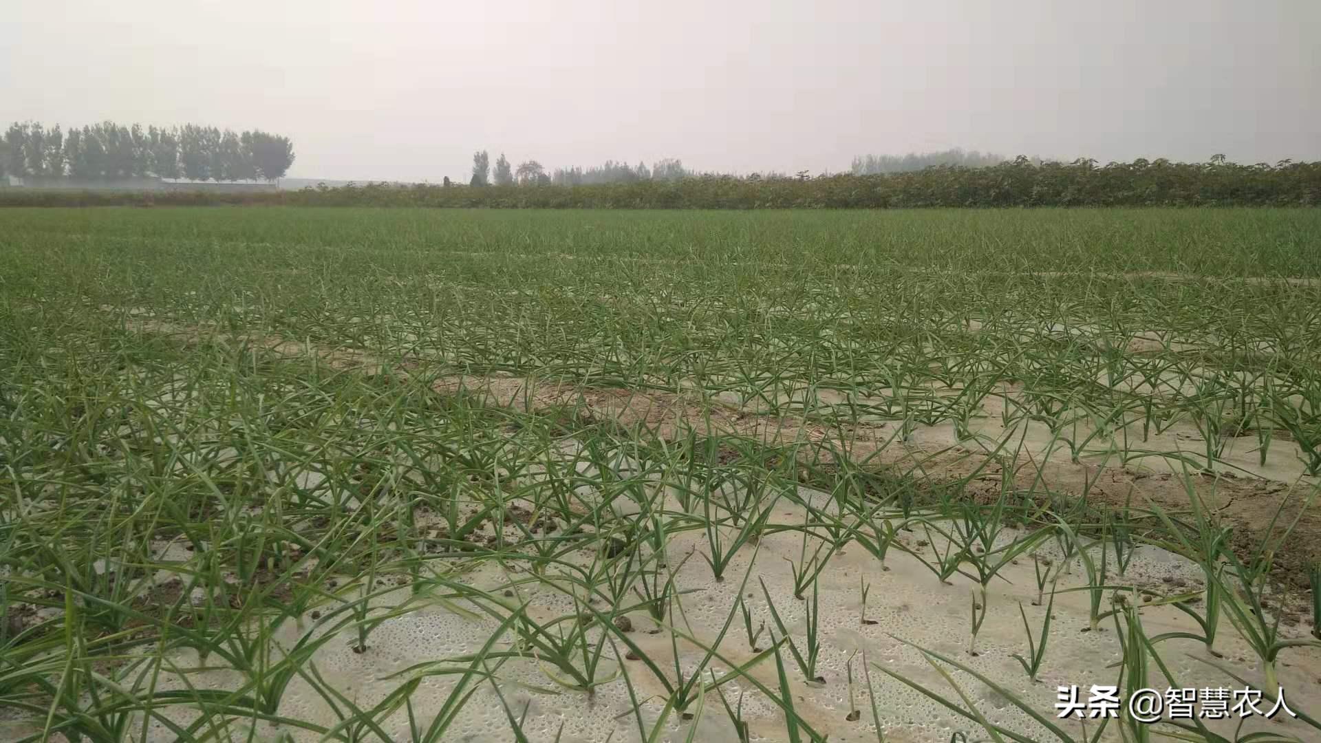 春季大蒜苗长得太旺影响产蒜头吗,栽蒜的大蒜苗发黄是什么原因