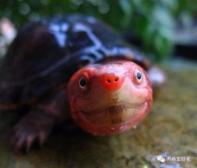 窄桥蛋龟为什么要用黑环境,多种颜色对蛋龟发色好吗