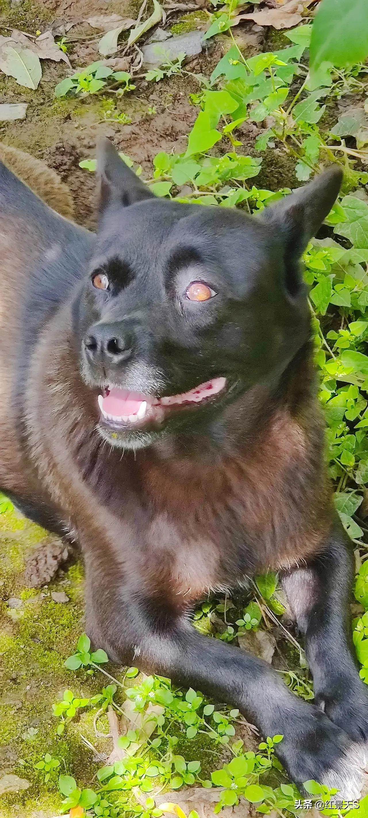 我们和流浪狗本质上没有什么不同,狗狗和流浪狗的故事真的很多