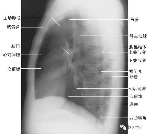 休闲小白鞋夏,献血小板相当于献血多少